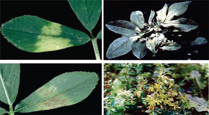 سفیدك كرك دار  (Downy mildew)